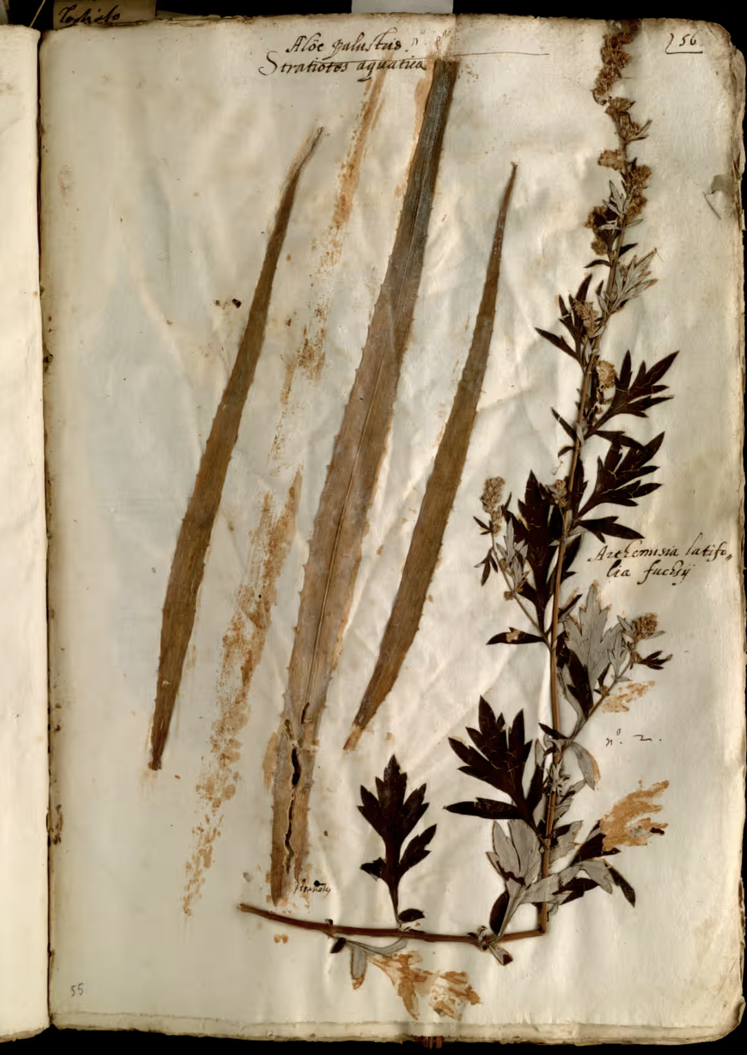 Các mẫu vật, bên trái là loài dứa nước (Stratiotes aloides) được thu thập vào năm 1551 ở đầm lầy Valle Padusa phía Bắc Bologna. Loài này từng phát triển mạnh trong khu vực, nhưng hiện đang trên bờ vực biến mất ở Ý. Ảnh: Alma Mater Studiorum/Biblioteca Universitaria di Bologna