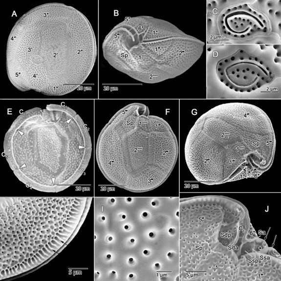 Hình A-J (chụp dưới kính hiển vi điện tử quét, S.E.M). Gambierdiscus vietnamensis, là loài mới cho khoa học, được tìm thấy ở vùng triều Mỹ Tường (Phan Rang-Tháp Chàm), vịnh Nha Trang và vật mẫu chuẩn thu ở đảo Lý Sơn (Quảng Ngãi) - (holotype) VMO_202205 được lưu giữ ở Bảo tàng Hải dương học, Việt Nam. Mẫu phụ (isotype) C-A-99704 được lưu giữ tại Bảo tàng Lịch sử tự nhiên Đan Mạch ở Copenhagen.