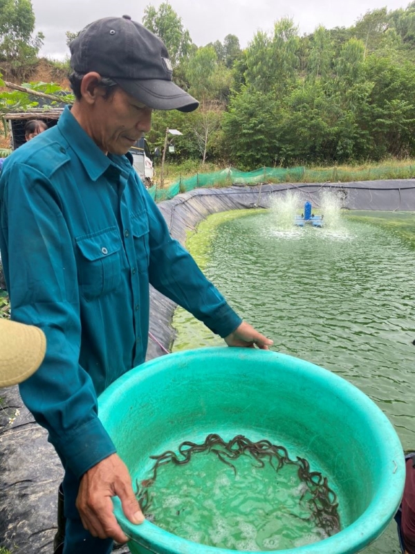 Mô hình nuôi cá chình bông trong ao tại Phú Yên.