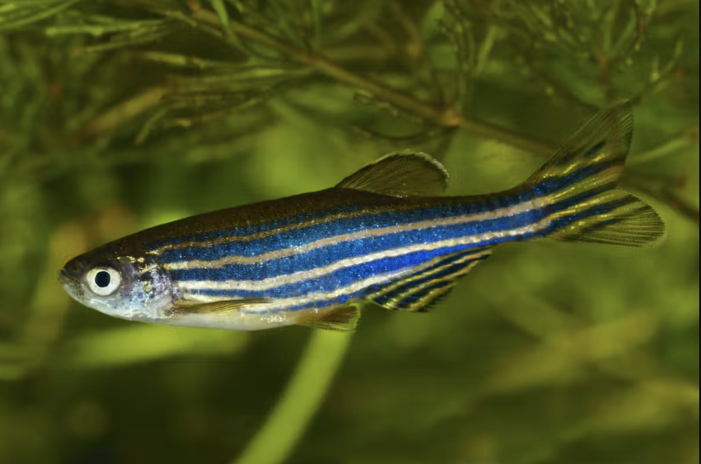 Zebrafish have evolved to thrive in water a degree or so warmer than normal, but they struggle to survive at higher temperatures. isoft/E+ Getty Images
