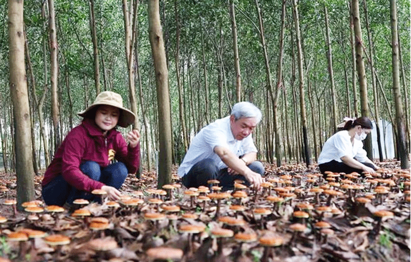 Trồng nấm Linh chi dưới tan rừng ở Đắk Lắk.    Ảnh: Internet