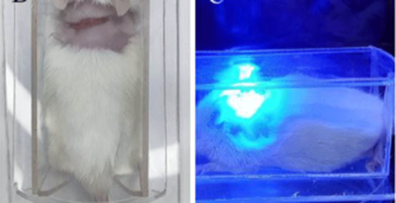 Thử chiếu đèn Led trên chuột thí nghiệm