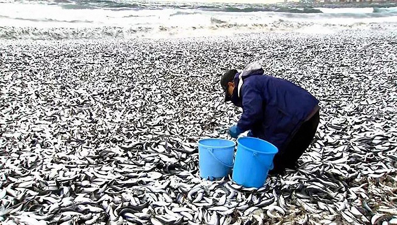 Cá chết trôi dạt vào bờ biển Hakodate, Nhật Bản. Ảnh: AP