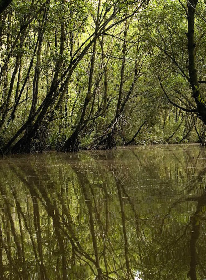 Đầm lầy Asmat Swamp, Indonesia. Ảnh: I.K