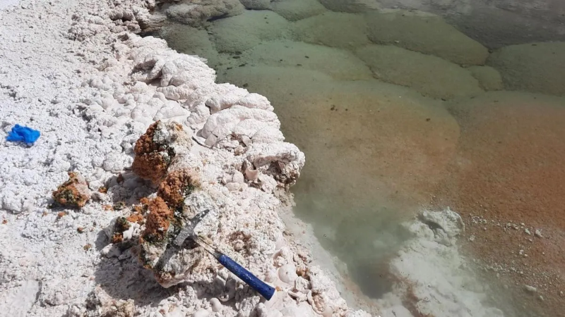 Các nhà nghiên cứu dùng búa đập đá để làm nứt cấu trúc stromatolit, cho thấy phần lõi màu hồng. Ảnh: Brian Hynek 