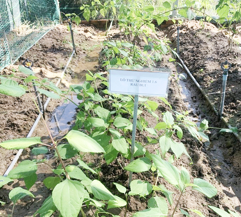 Rau Bui trồng thực nghiệm tại huyện Cần Giờ 