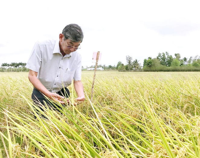 Những giống lúa mới nổi tiếng như ST24, ST25 của kỹ sư Hồ Quang Cua đã nhanh chóng bị xâm phạm bản quyền trên thị trường. Nguồn: Dantri.com.vn