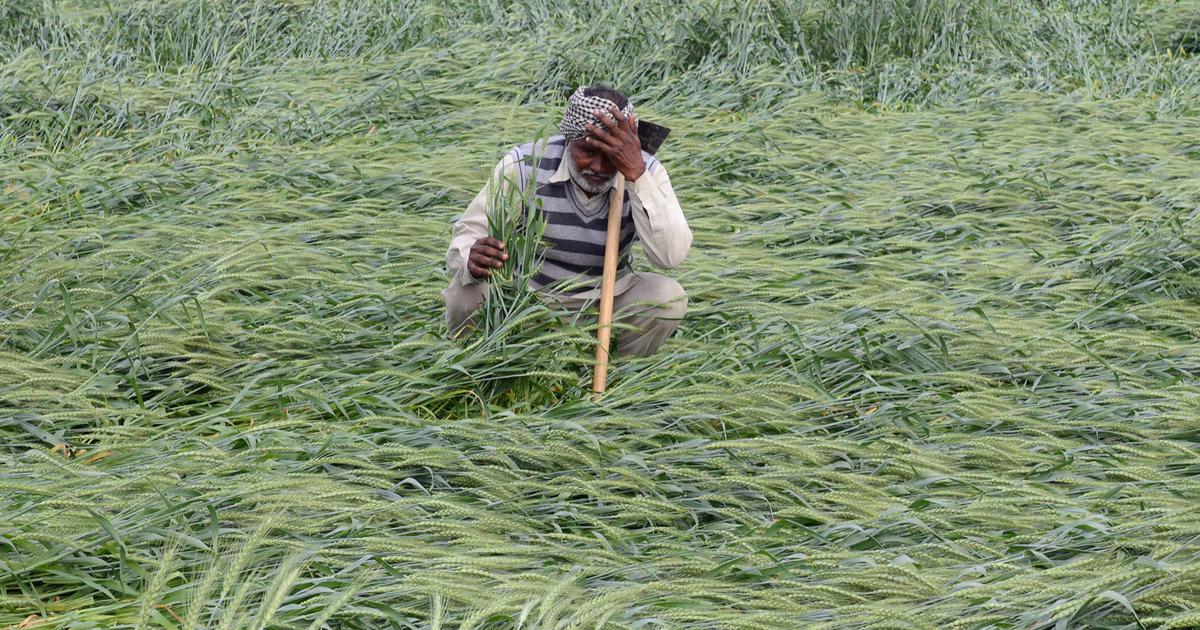 Một nông dân Ấn Độ kiểm tra cánh đồng lúa mì bị hư hại do mưa lớn. Ảnh: AFP