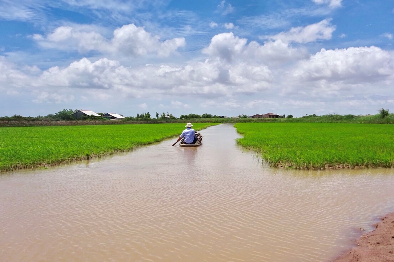 Cánh đồng lúa Thạnh Phú