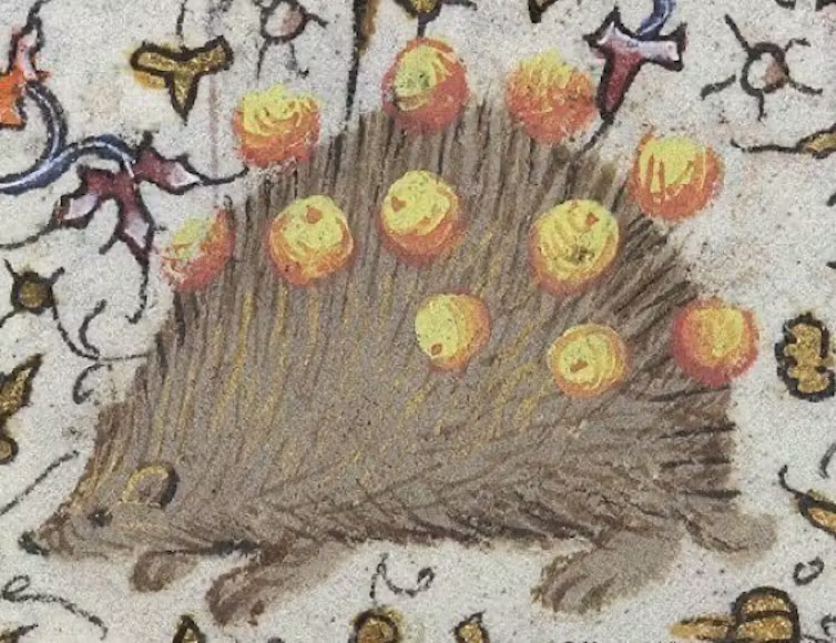 Người Trung cổ tin rằng nhím cõng thức ăn trên lưng. Nguồn: Thư viện Anh
