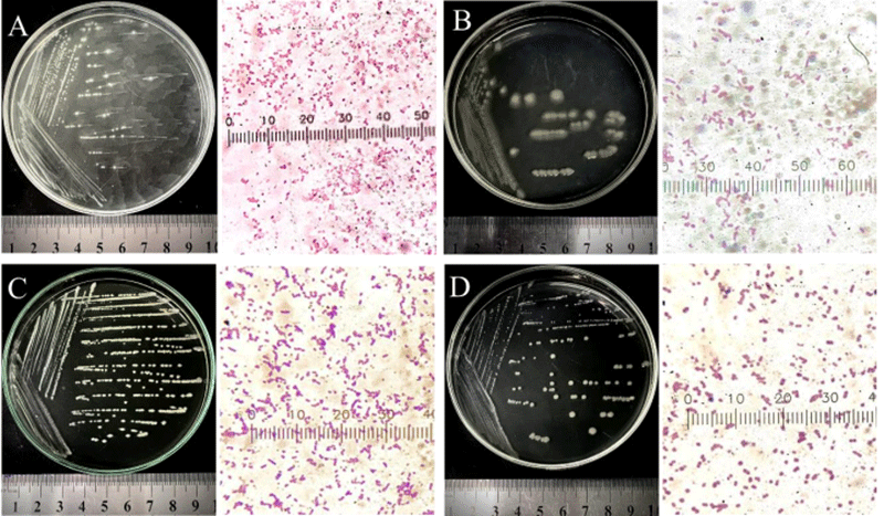 Hình thái khuẩn lạc và tế bào (phóng đại 1000 lần) của một số dòng vi phuẩn được phân lập