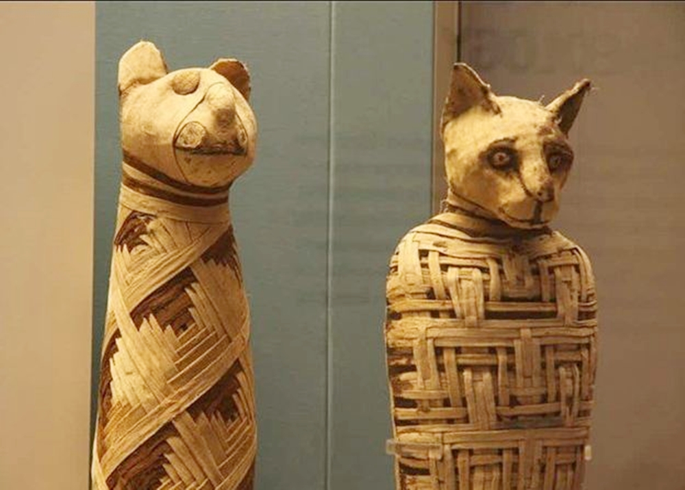 Xác ướp mèo được tìm thấy trong nhiều ngôi mộ ở Ai Cập. Ảnh: History