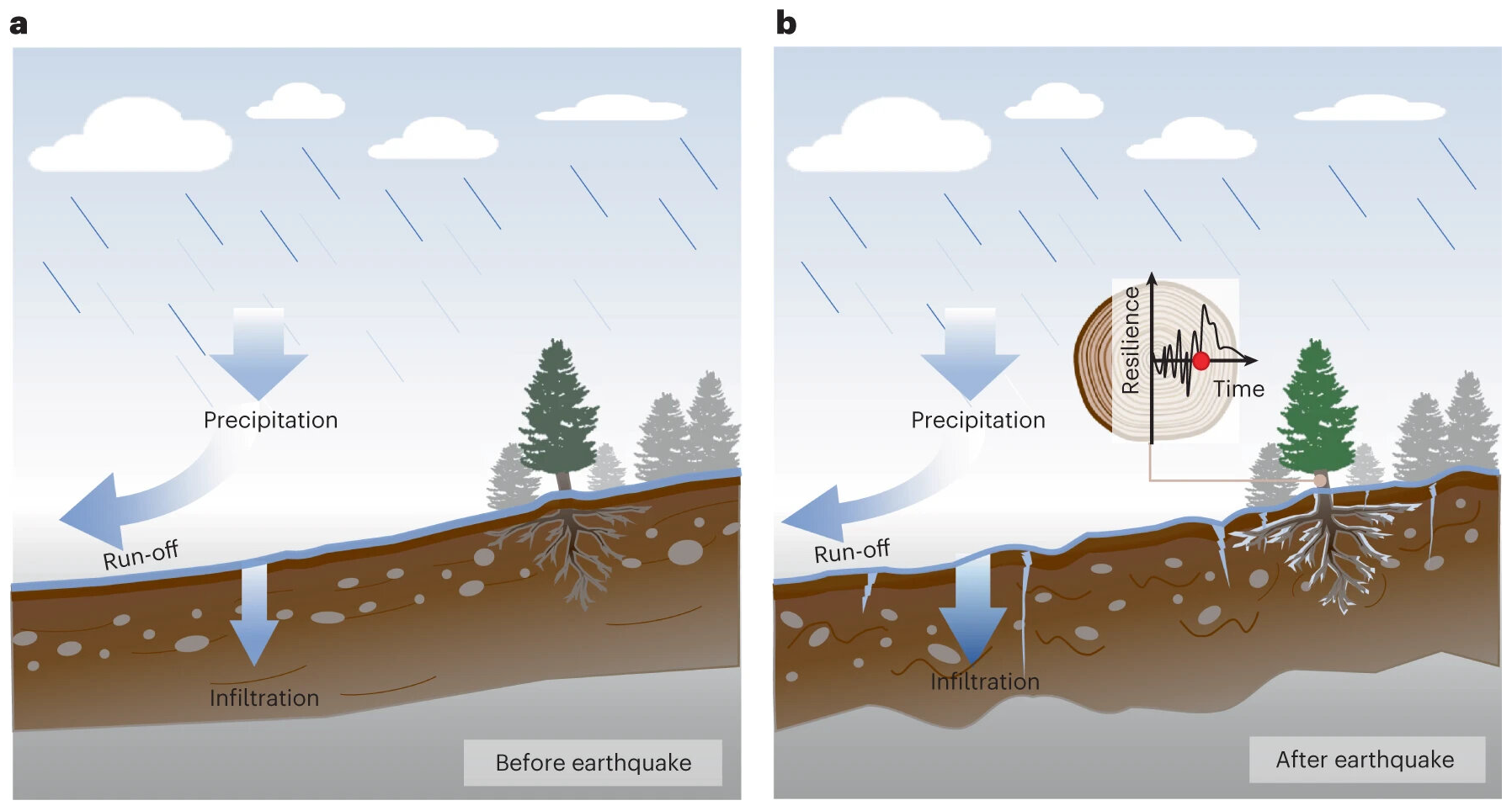 sơ đồ về cách các sự kiện địa chấn ảnh hưởng đến khả năng phục hồi của rừng. Ảnh: Gao et al. 2024.