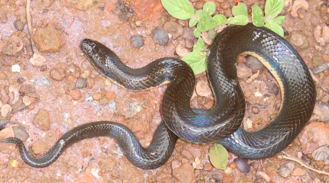  Các chuyên gia cho biết loài rắn bùn mới được phân biệt dựa vào DNA và hình dáng bên ngoài.