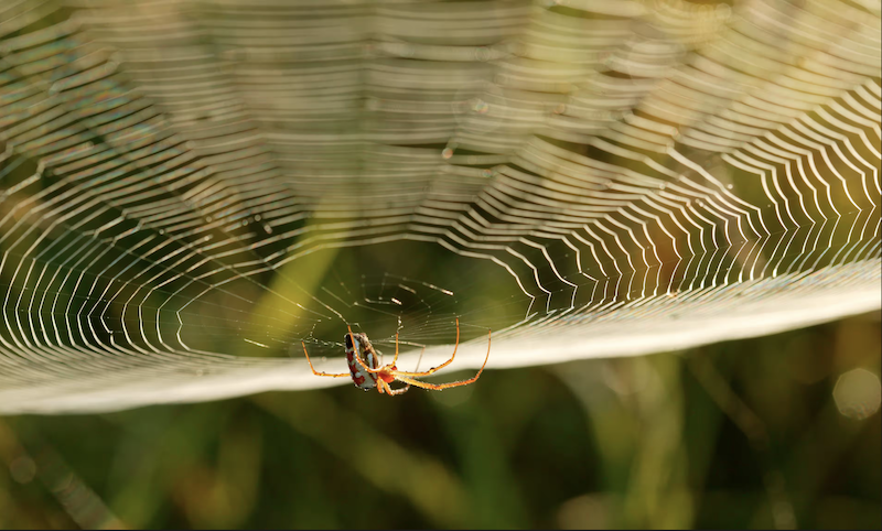 Tơ kéo của nhện mạng quả cầu có thể hấp thụ nhiều năng lượng hơn Kevlar chống đạn và có thể phục hồi lại hình dạng mà không mất đi tính đàn hồi. Ảnh: AfriPics.com/Alamy