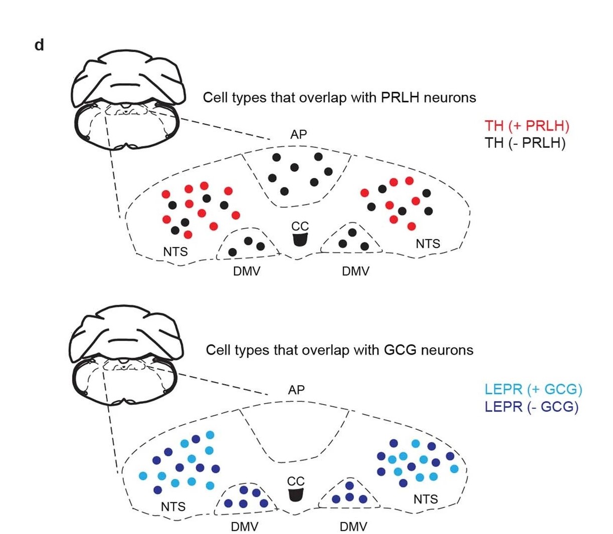 Tế bào thần kinh PRLH và GCG.