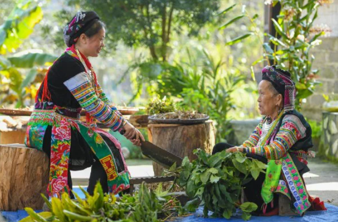 Những bài thuốc của người Dao là một nguồn tri thức truyền thống quan trọng của Việt Nam. Nguồn: suckhoedoisong.vn