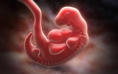 Bào thai người 5 tuần tuổi với phần đuôi rõ ràng. Ảnh: Shutterstock