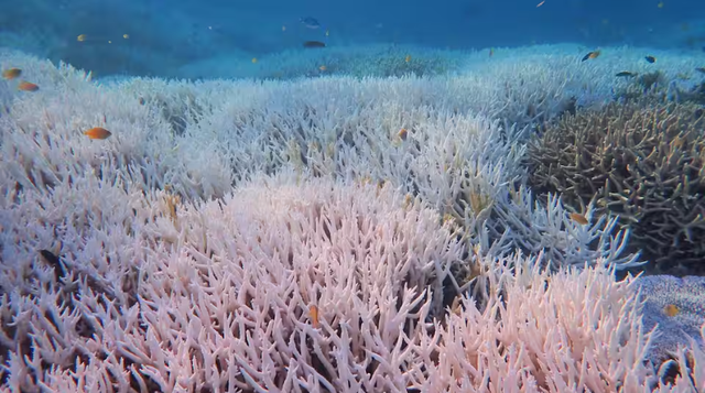 Rạn san hô Great Barrier bị tẩy trắng trên diện rộng (Ảnh: Diana Kleine/SBS)