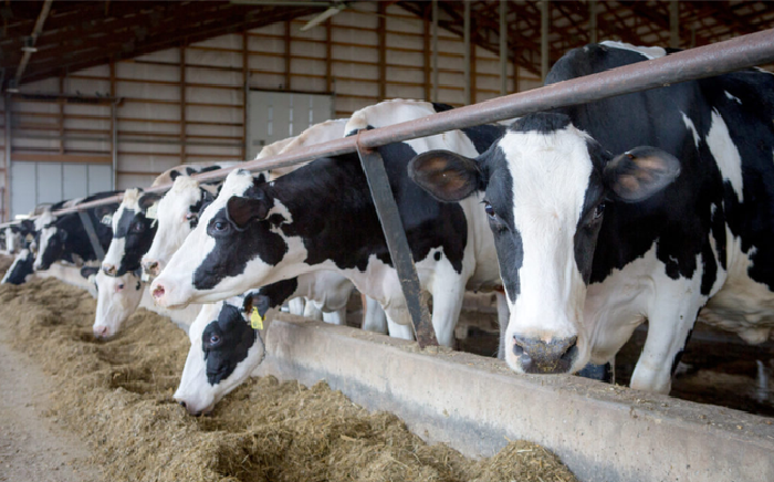 Những người chăn nuôi bò sữa ở Mỹ đang tăng cường các biện pháp phòng vệ để cố gắng ngăn chặn sự lây lan của cúm gia cầm. Ảnh: Iowa State Dairy Association