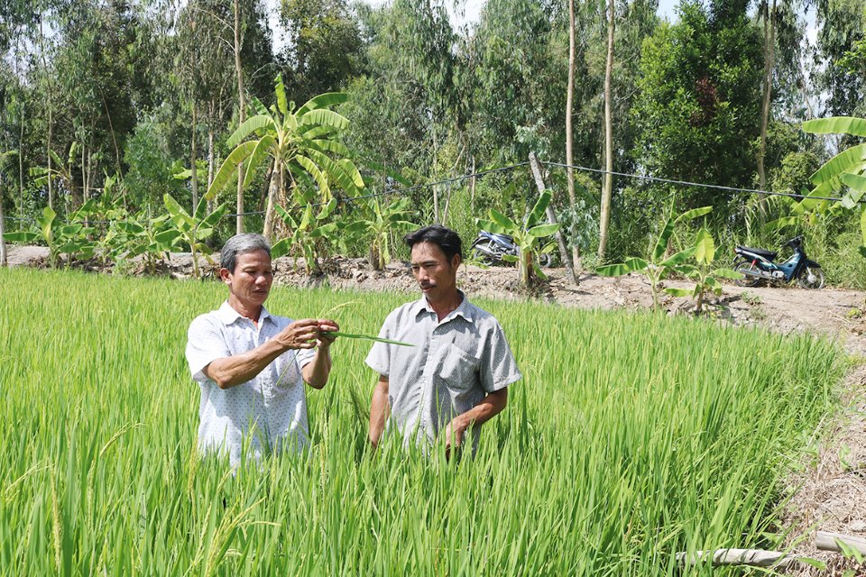 Ông Nguyễn Minh Vạn (bìa trái) - Chủ tịch Hội đồng quản trị kiêm Giám đốc HTX Tân Thuận Phát thăm ruộng canh tác giống lúa Hương Cửu Long kháng sâu bệnh của thành viên HTX. Nguồn: Báo Kiên Giang.