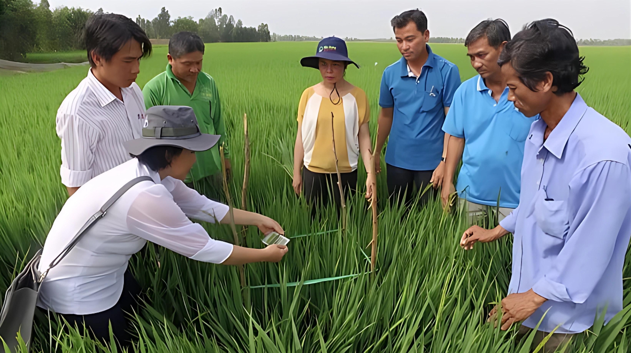 Quy chuẩn canh tác lúa SRP giúp ngành lúa gạo Việt Nam phát riển bền vững.