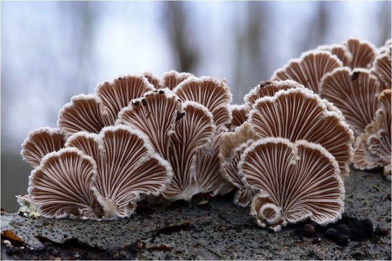 Nấm Schizophyllum có 23.000 giới tính. Nguồn: CC