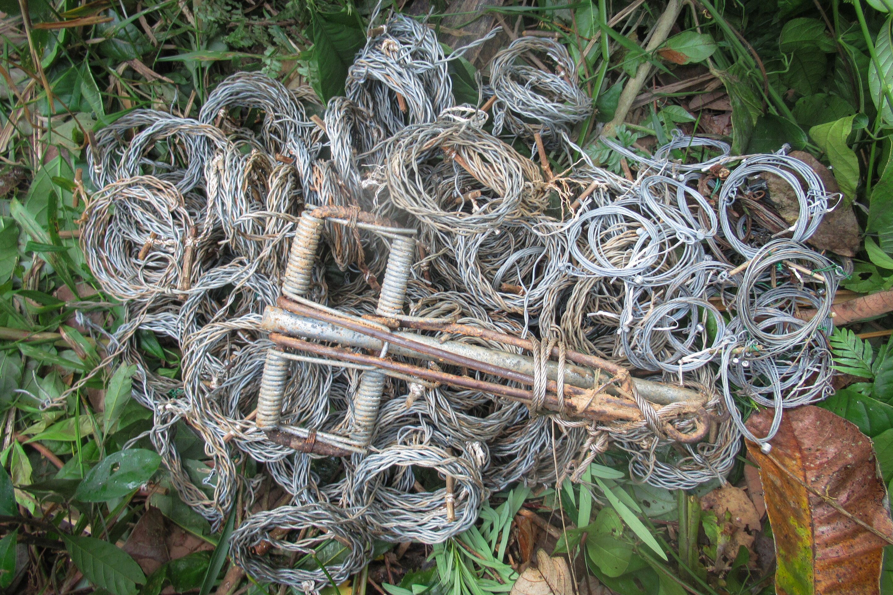Bẫy dây bị phá hủy được thu thập tại Khu bảo tồn thiên nhiên Sao la, Thừa Thiên Huế. Ảnh: WWF