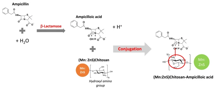 Sơ đồ minh họa cơ chế làm việc của cảm biến (ZnS:Mn)Chitosan phát hiện Ampicillin đã qua xử lý bằng β-lactamase. Ảnh: Mai Tran et. Al (2024)