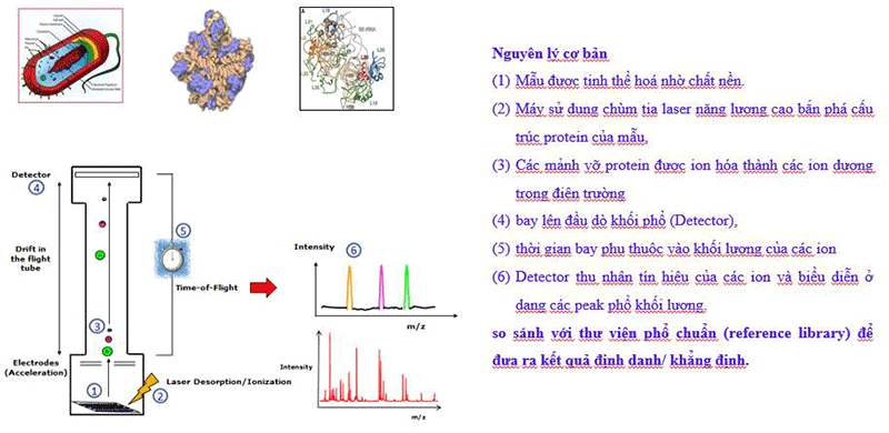 Nguyên lý cơ bản của phương pháp định danh/ khẳng định vi sinh vật bằng kỹ thuật MALDI-TOF MS