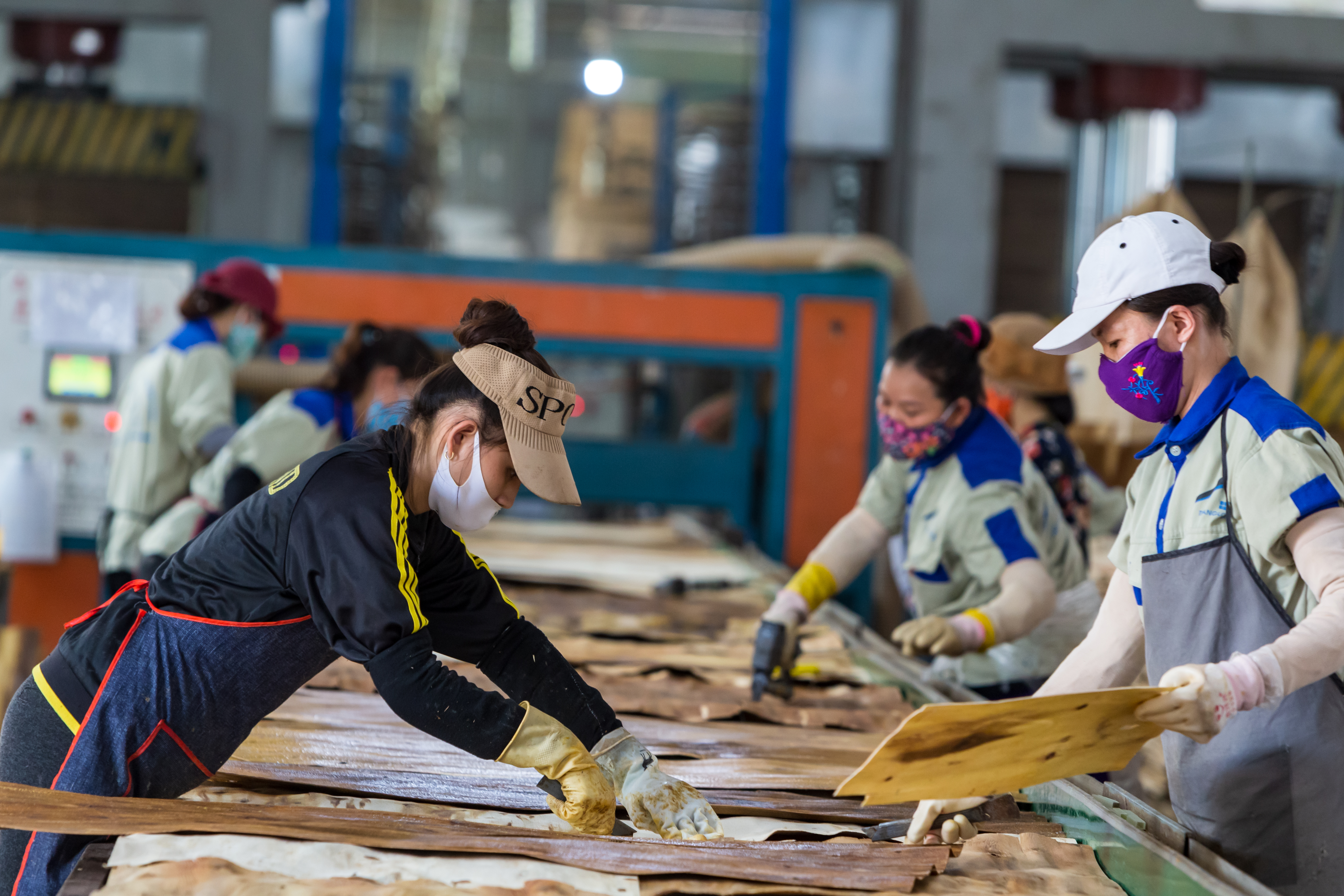 Nhà máy gỗ ở Đồng Hới, Quảng Bình. Ảnh: Shutterstock