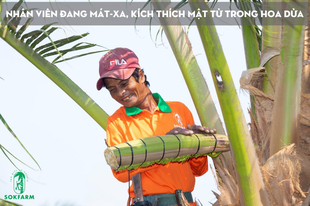 Nông dân đang mát xa, kích thích mật từ trong hoa dừa.