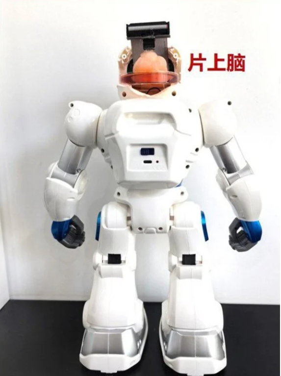 Robot đầu tiên có não từ tế bào gốc của người gắn chip. Ảnh: Đại học Thiên tân/ South china morning post