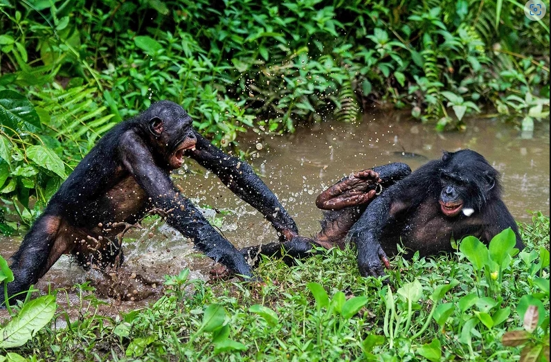 Hai khỉ bonobo chơi trò đánh nhau tại khu bảo tồn Lola Ya Bonobo, CHDC Congo, năm 2012. Nguồn: Getty Images. 