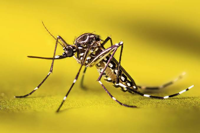 Muỗi Aedes aegypti có thể lây nhiễm virus Zika, sốt xuất huyết, chikungunya và các loại virus khác. Nguồn: CDC