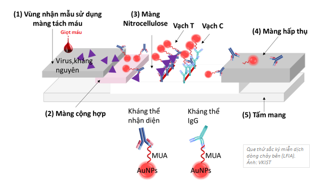 Hình 1: Cấu trúc nguyên lý của que thử sắc kí miễn dịch dòng chảy bên LFIA. Ảnh: VKIST