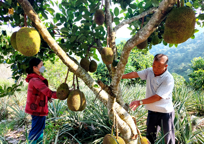 Người trồng mít ở Hà Giang. Nguồn: baohagiang.vn