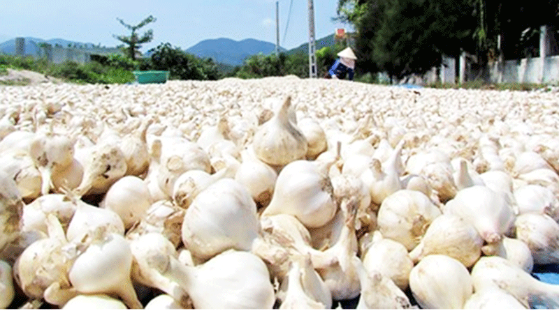 Tỏi Phan Rang màu trắng ngà, vị cay nồng. Ảnh: NNC