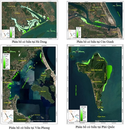 Phân bố cỏ biển tại các địa điểm nghiên cứu. Nguồn: VAST