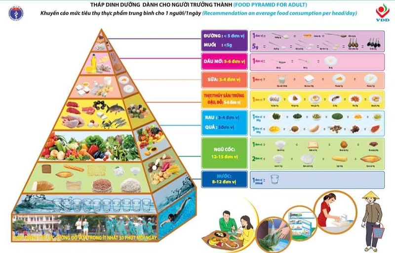 Tháp dinh dưỡng dành cho người trưởng thành. Nguồn: Viện Dinh dưỡng quốc gia