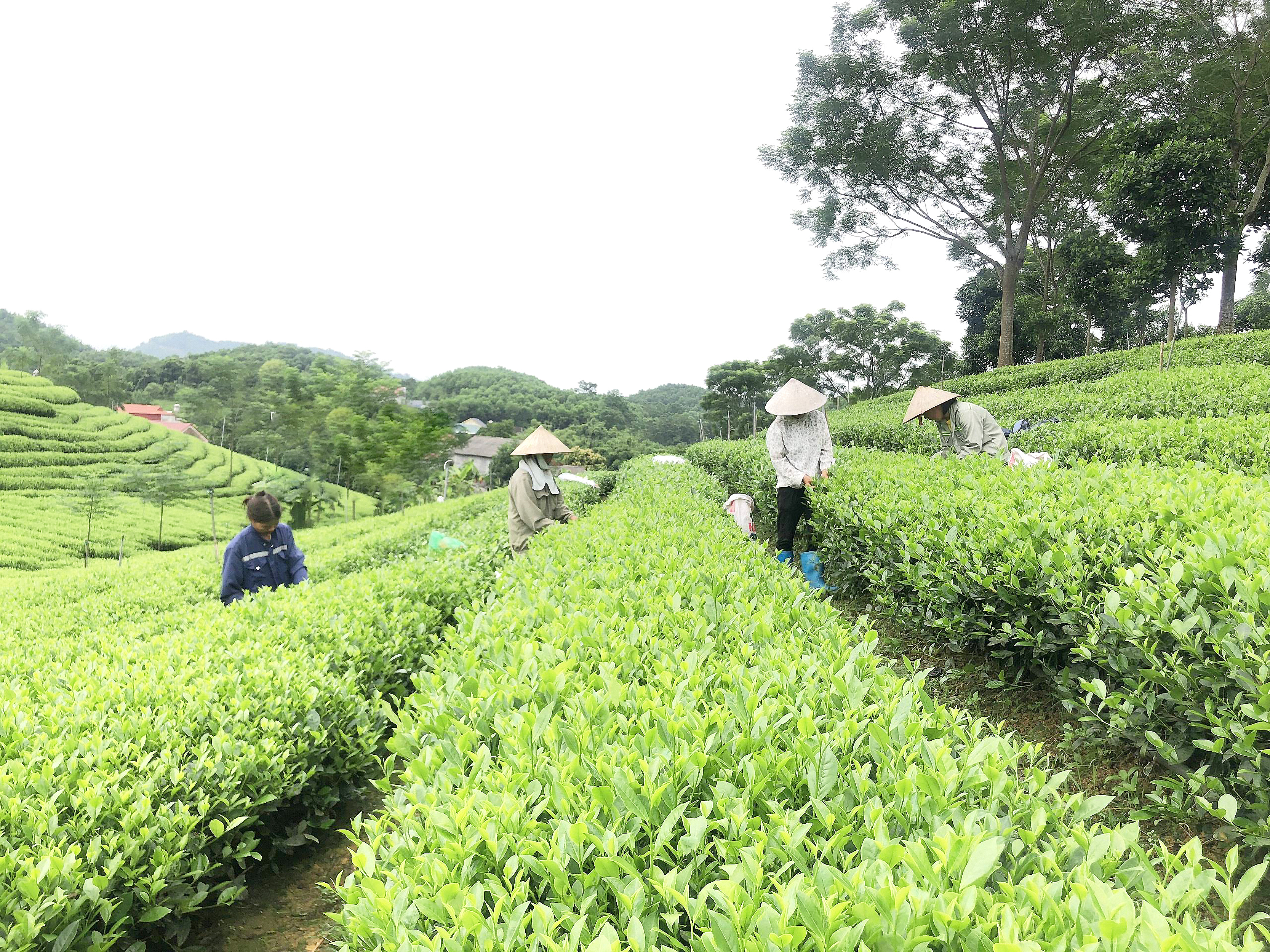 Người dân thị trấn Sông Cầu chăm sóc và thu hái trên diện tích chè nguyên liệu.