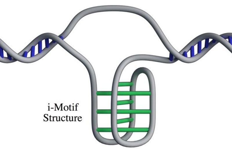 Cấu trúc gene i-motif. Ảnh: Zeraati