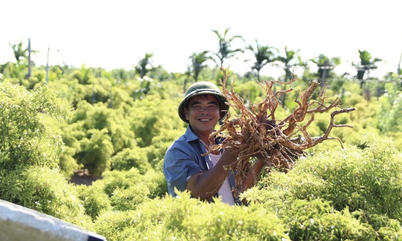 Vườn trồng đinh lăng của Traphaco. Ảnh: Nhandan.vn