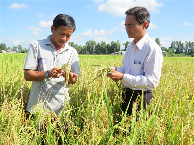 Cán bộ khuyến nông Đồng Tháp hướng dẫn kỹ thuật sản xuất. Nguồn: Báo Nông nghiệp Việt Nam