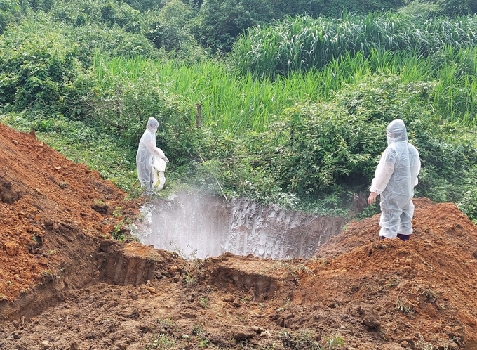 Số lợn tiêu hủy do dịch tả lợn châu Phi ở Bắc Kạn trong thời gian gần đây tăng cao. Nguồn: nongnghiep.vn