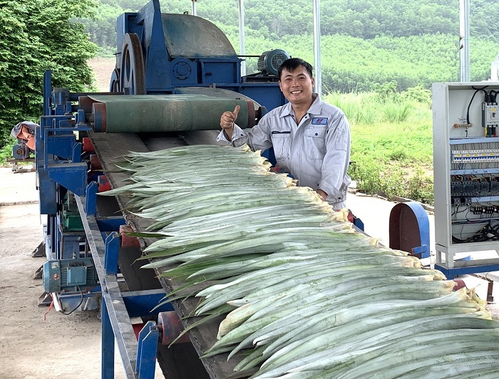 Tách xuất xơ thô từ lá dứa bằng dây chuyền tự động. Ảnh: Ecofa