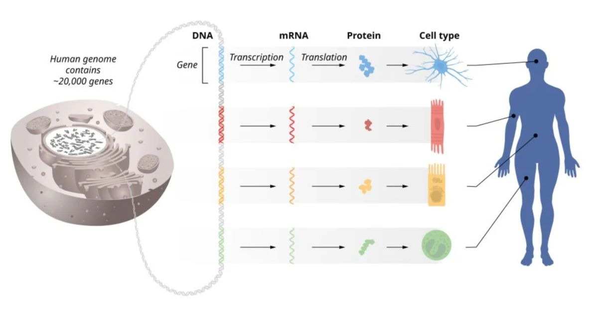 Dòng thông tin di truyền từ DNA đến mRNA đến protein. Ảnh: Nobelprize.org Dòng thông tin di truyền từ DNA đến mRNA đến protein. Ảnh: Nobelprize.org