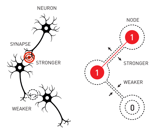 Các nơ-ron tự nhiên và nhân tạo.