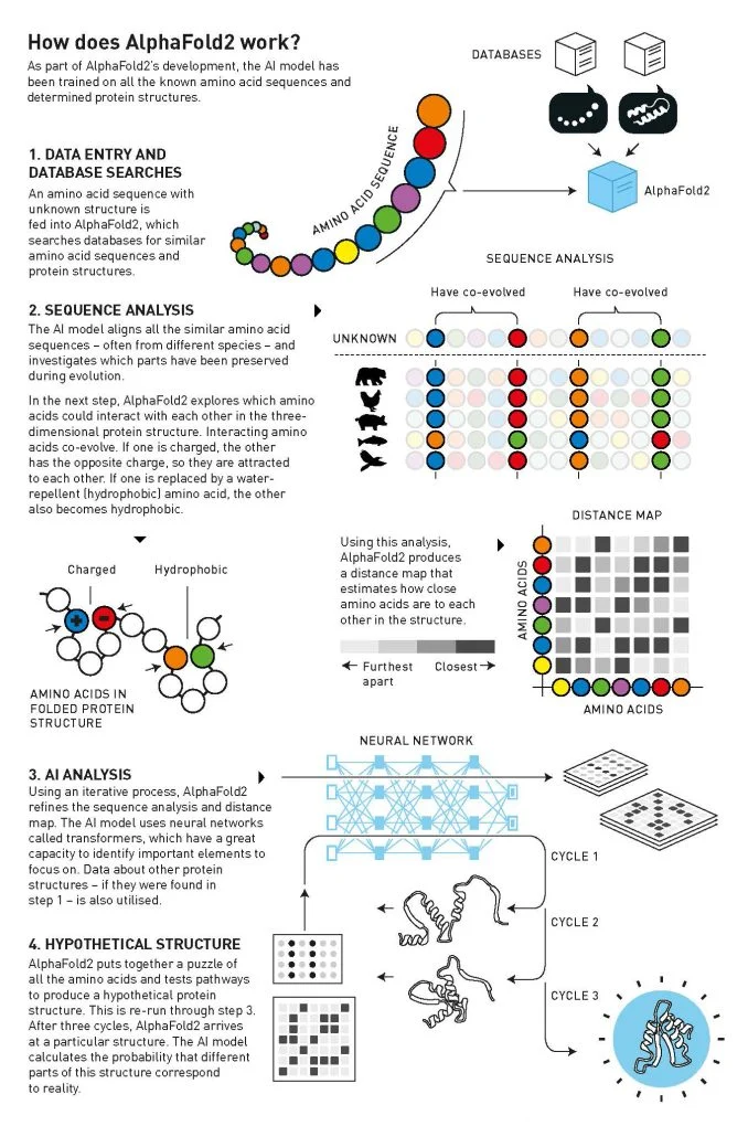 Cách thức hoạt động của AlphaFold2. Ảnh: Johan Jarnestad / Nobel Prize