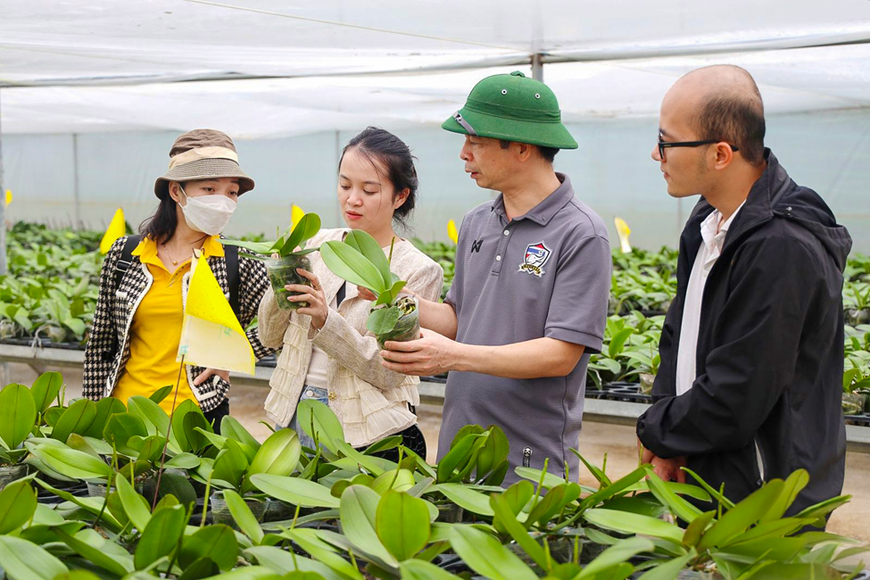 Mô hình trồng lan Hồ Điệp của Khu nghiên cứu ứng dụng, chuyển giao tiến bộ KH&CN về nông lâm nghiệp tại huyện Mộc Châu Sơn La. Ảnh: consosukien.vn